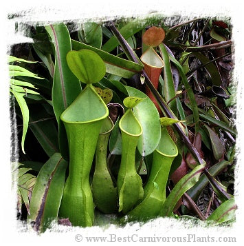 Nepenthes reinwardtiana {lowland} / 2+ plants, size 3-6 cm