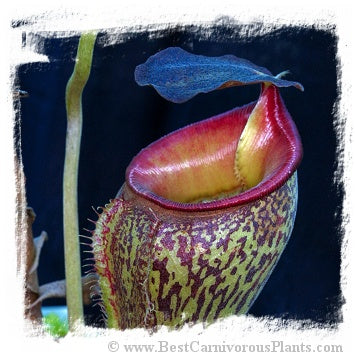 Nepenthes talangensis {Gunung Talang, Sumatra} / 1+ plants, 3-6 cm *BCP Import*