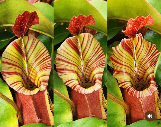 Nepenthes veitchii (K) x (CandyStripe x Candy)
