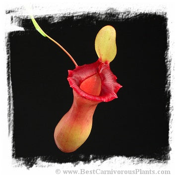 Nepenthes ventricosa {red form} (20 seeds)