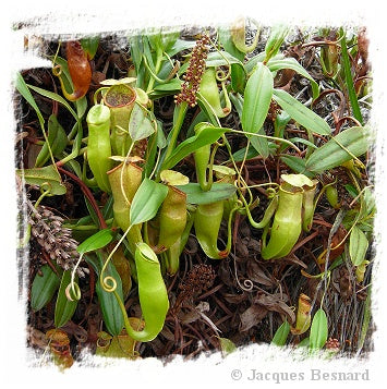Nepenthes veillardii {New Caledonia} / 1+ plants, size 2-3 cm *BCP Import*