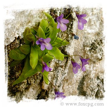 Pinguicula casperiana {Hoz de Beteta, Sierra de Cuenca, Spain} / 1+ plants