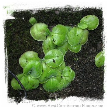 Pinguicula conzattii / 2+ plant *BCP Import* *Bonus Eligible*