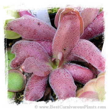 Pinguicula cv. Marciano (P. heterophylla x P. cv. Wesser) / 2+ plants *BCP Import*