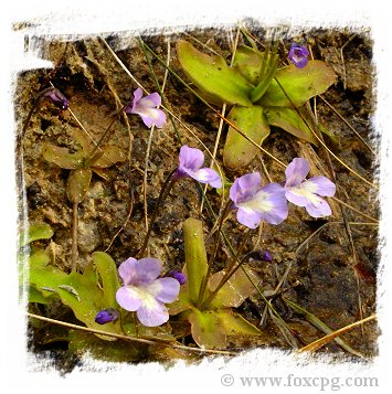 Pinguicula dertosensis {Tortosa, Spain} / 2+ plants *BCP Import* *Bonus Eligible*