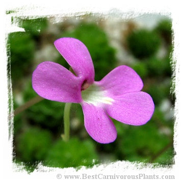 Pinguicula ehlersiae {West of Tolantonga, Hidalgo, Mex., BG Linz # 007} / 2+ plants