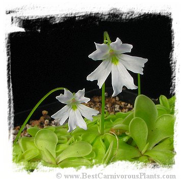 Pinguicula emarginata {almost pure white flower, Zacapoaxtla, Mex.} / 2+ plant *BCP Import*
