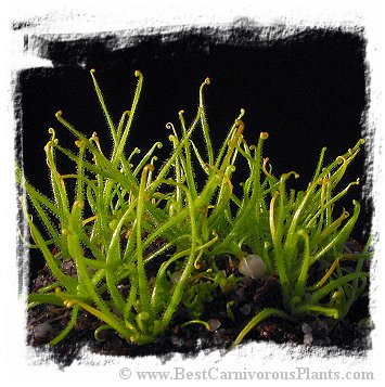 Pinguicula filifolia {violet flower, Cuba} / 3+ unacclimatized plant directly from in-vitro
