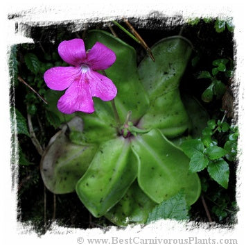 Pinguicula hemiepiphytica {near Ixtlan de Juarez, Oaxaca, Mexico, 2209-2535 m} / 2+ plants *BCP Import* *Bonus Eligible*
