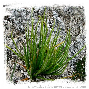 Pinguicula heterophylla {Concepcion Papalo, Mexico} / 2+ plants or dormant bulbs *BCP Import*