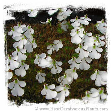 Pinguicula immaculata / 2+ plants