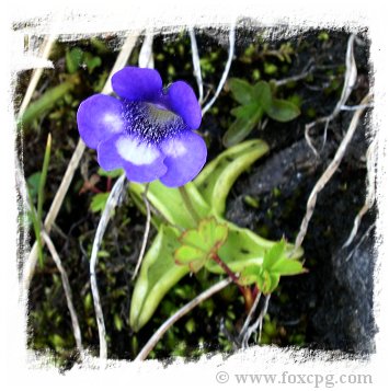 Pinguicula leptoceras {near San Bernardino, Switzerland} / 2+ plants