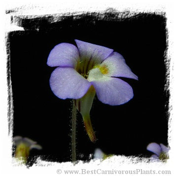 Pinguicula lilacina {La Florida, Mexico} (15 seeds) *BCP Import*