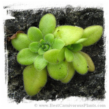 Pinguicula martinezii / 2+ plants *BCP Import*