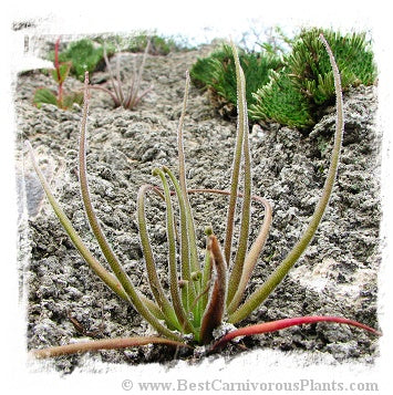 Pinguicula medusina {Juxtlahuaca, Oaxaca, Mexico} / 1+ plants or dormant bulbs *BCP Import*