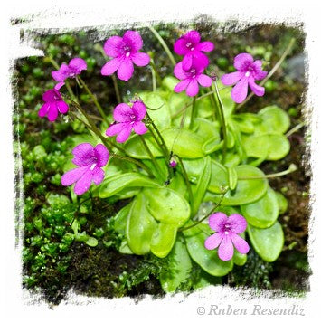 Pinguicula mesophytica {Cerro Miramundo, El Salvador} / 2+ plants