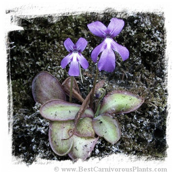 Pinguicula moranensis {near Molango, Hidalgo, Mexico, 1746 m} / 2+ plants