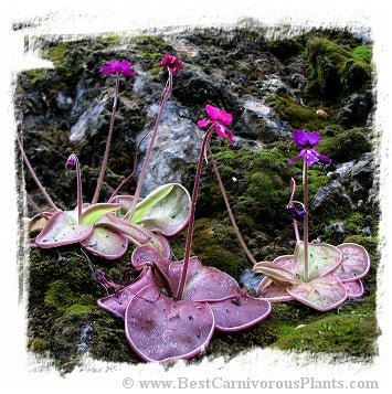Pinguicula moranensis {near Santiago Juxtlahuaca, Oaxaca, Mexico, 1851 m} / 1+ plants