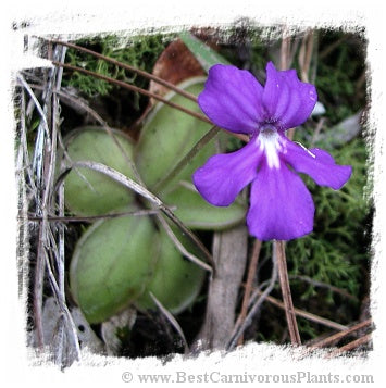 Pinguicula moranensis {near Zacatlan, Puebla, Mexico, 1397 m} / 1+ plants