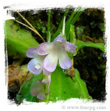Pinguicula mundii {Rio Mundo, Spain} / 1+plants