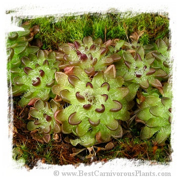 Pinguicula nivalis {=P. spec. Zaragosa, Mex.} / 2+ plants