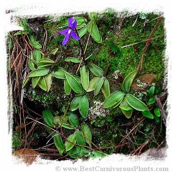 Pinguicula orchidioides {near Ixtlan de Juarez, Oaxaca, Mexico, 2300 m} / 2+ plants *BCP Import*
