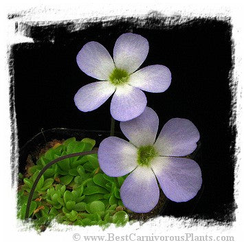 Pinguicula pilosa {=P. spec. Tamaulipas} / 1+ plant *BCP Import*