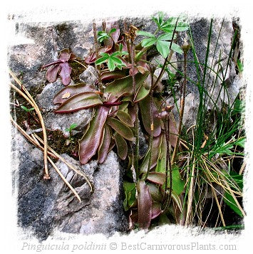 Pinguicula poldinii / 2+ plants *BCP Import*