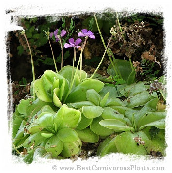Pinguicula rectifolia {white flower, El Boqueron, Santo Domingo Tonala, Oaxaca, Mexico} / 1+ plants