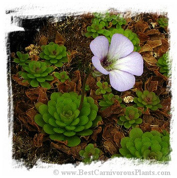 Pinguicula rotundiflora / 3+ plants *BCP Import* *Bonus Eligible*