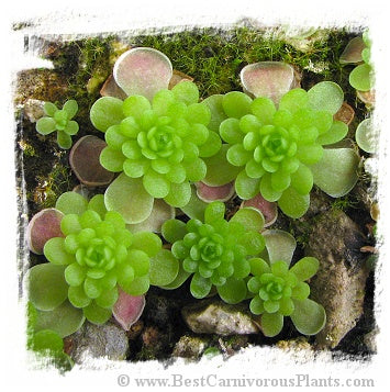 Pinguicula esseriana {=spec. El Mirador} / 1+ plant