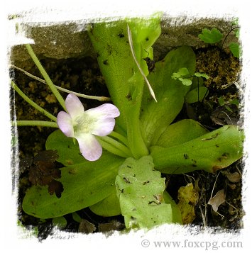 Pinguicula vallisneriifolia {Sierras de Cazorla-Segura , Prov. de Jaen, Spain} / 2+ plants