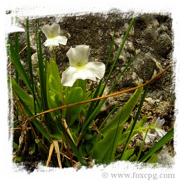 Pinguicula vallisneriifolia {blue + white flowers, Sierra de Cazorla, #3, 1300m, Spain} / 1+ plant