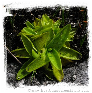 Pinguicula vulgaris {Viekker og Borselvosen, NW coast of Norway} (25 seeds)