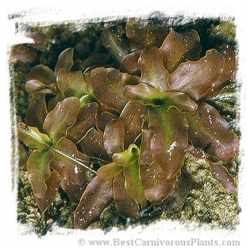 Pinguicula vulgaris {red leaf form, Grenoble, France, 360m} / 1+ plants