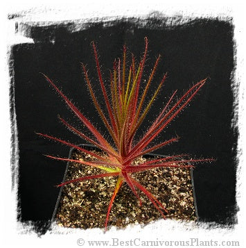 Roridula gorgonias (5 seeds) *BCP Import*