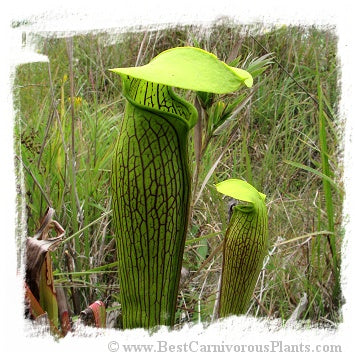 Sarracenia alata (20 seeds) *BCP Import* *Bonus Eligible*