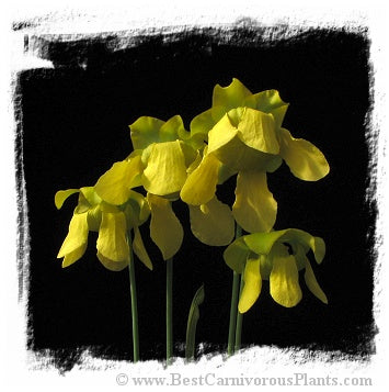 Sarracenia flava {mixed forms, Green Swamp, Brunswick Co., North Carolina, USA} (20 seeds)