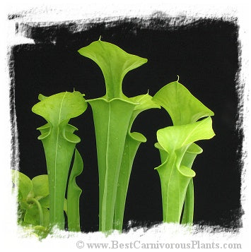Sarracenia flava var. maxima {Francis Marion NF, Berkeley Co., SC, USA} (20 seeds) *BCP Import* *Bonus Eligible*