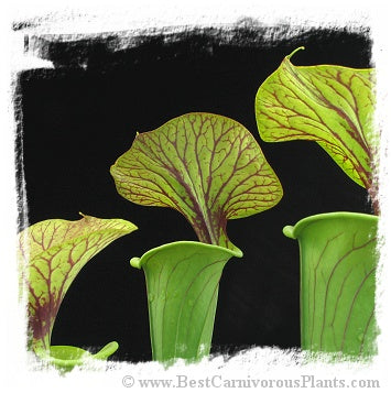 Sarracenia flava var. ornata {mix of different forms} (20 seeds) *BCP Import* *Bonus Eligible*