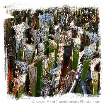 Sarracenia leucophylla {red forms mix} (20 seeds) *BCP Import* *Bonus Eligible*