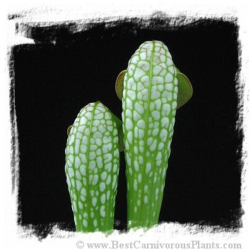 Sarracenia minor var. okefenokeensis {Ware Co., Georgia, USA} (15 seeds) *BCP Import* *Bonus Eligible*