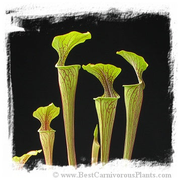 Sarracenia oreophila {Boaz Pond, Marshall Co., Alabama, USA} (20 seeds) *BCP Import* *Bonus Eligible*