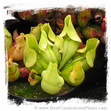Sarracenia purpurea subsp. venosa {all green form} (10 seeds)