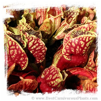 Sarracenia purpurea subsp. venosa var. montana (20 seeds) *BCP Import* *Bonus Eligible*
