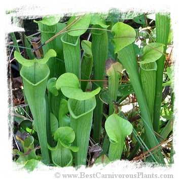 Sarracenia rubra ssp. alabamensis {Autauga Co., Alabama, USA} (20 seeds) *BCP Import* *Bonus Eligible*