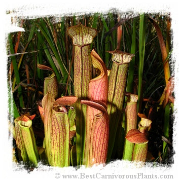 Sarracenia rubra ssp. gulfensis {mix of different forms} (20 seeds) *BCP Import* *Bonus Eligible*