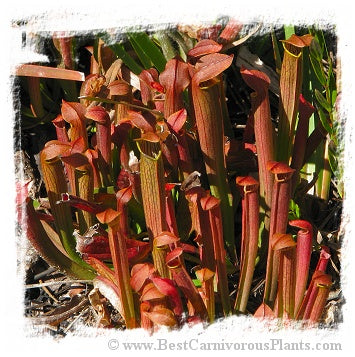 Sarracenia rubra ssp. wherryi {Chatom Giant, Very Large, Washington Co., Alabama, USA} / 1+ plant, size 8-15 cm