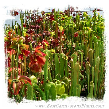 Sarracenia {mix of species and hybrids} (300 seeds)