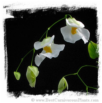Utricularia alpina {giant, Henry Pittier NP, Venezuela} *BCP Import* *Bonus Eligible*
